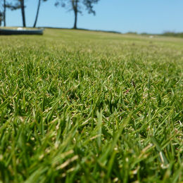 Zoysia tenuifolia